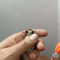 سهره چهارگل|پرنده|مشهد, شهرک مهرگان|دیوار