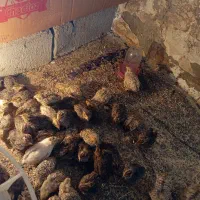 بلدرچین|حیوانات مزرعه|زابل, |دیوار