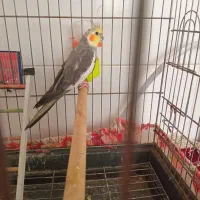 عروس.  سیامون. تکی۵کلا م حرف می زنه  باقفس