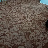 موکت طرح دار کاملا سالم|موکت|رشت, سلیمانداراب|دیوار