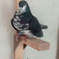 کفتر سینه.شهری.کله.سوسنی|پرنده|شیراز, کوشک میدان|دیوار