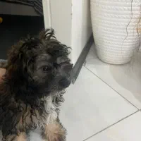 پودل تریر|سگ|تهران, ارامنه|دیوار