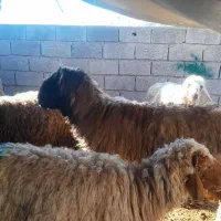 نرمیش کله زنگ