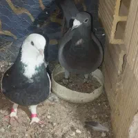 کفت|پرنده|بیرجند, |دیوار