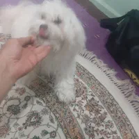 پودل فانتزی|سگ|تهران, شمشیری|دیوار