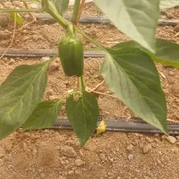 کارگر جهت گلخانه