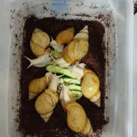 حلزون آلبینو کلاژن ساز