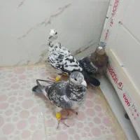 کفتر|پرنده|شیراز, کرونی(خاتونک)|دیوار