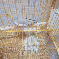 عروس هلندی|پرنده|شوشتر, |دیوار