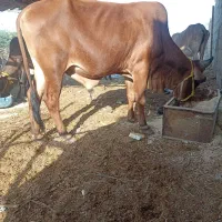 کاوه مخصوص قربانی