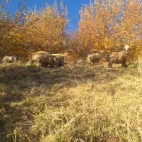 میش (سپیدان)