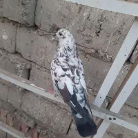 کبوتر اوچان|پرنده|قشلاق دشت, |دیوار