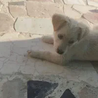 توله 3ماهه