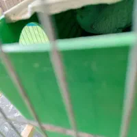 یک جفت مرغ عشق باجوجه|پرنده|اندیمشک, |دیوار