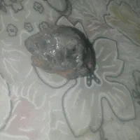 سنگ|کلکسیون و سرگرمی|زبرخان, |دیوار