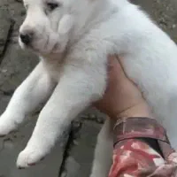 سگ الابای نژاد روس|سگ|اصفهان, نقش جهان|دیوار