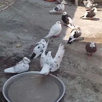 کبوتر پرشی خوشگل
