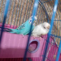 خرمشهر|پرنده|خرمشهر, |دیوار