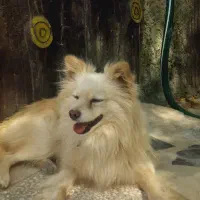 سگ گم شده|حیوانات|اصفهان, قهجاورستان|دیوار