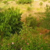 زمین مسکونی یالبندان