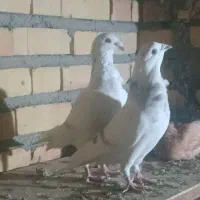 سار