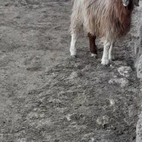 بز گوشتی دوساله فقط ۸ملیون