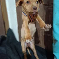 سگ پیت بول 5ماه