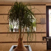 لیندا ۲۵ ساله