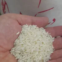 برنج طارم هاشمی معطر               کالابرگ    آزاد|خوردنی و آشامیدنی|اصفهان, رزمندگان|دیوار