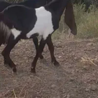 فروش نر بزغاله کاموری|حیوانات مزرعه|گنبد کاووس, |دیوار