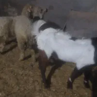 بره د کره نر و ماده کیلو 650