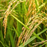 تخم جو -- علی کاظمی