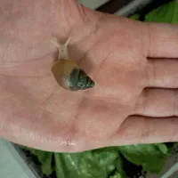 بچه حلزون|خزنده|تهران, قلهک|دیوار