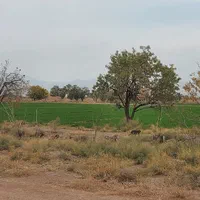 زمین کشاورزی با سهمیه آب موتور|فروش زمین و ملک کلنگی|زاویه, |دیوار