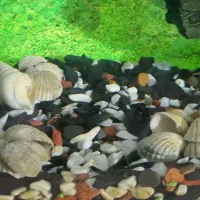 آکواریوم|ماهی|زابل, |دیوار