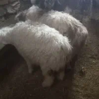 بره نروماده سبک|حیوانات مزرعه|نیر (یزد), |دیوار