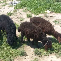بره