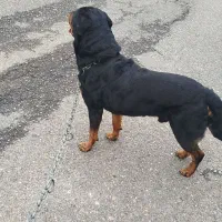 سگ روت وایلر برای جفت آلمانی|سگ|رشت, فخب|دیوار