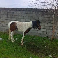 مادیان ابلغ|اسب و تجهیزات اسبسواری|بندر انزلی, نیمه شعبان|دیوار