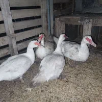 اردک روسی(مسکویی یا لال)