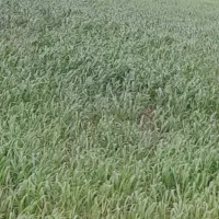 حیوانات و مزرعه