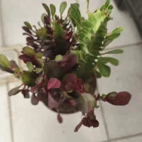 افوربیا دو رنگ