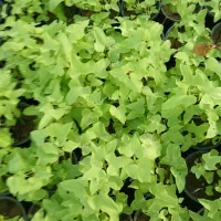 نهال نارگیل و گل های گرمسیری|گل و گیاه طبیعی|بندرعباس, |دیوار