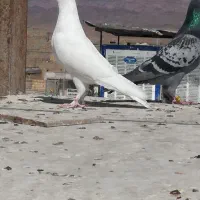 کبوتر|پرنده|بیرجند, |دیوار