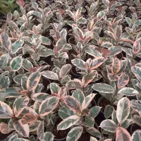 یوکا تنه دار قیمت مناسب|گل و گیاه طبیعی|قم, آزادگان|دیوار