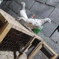 کفتر سرور پلاکی|پرنده|باغ بهادران, |دیوار