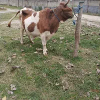 گاو چالوسی|حیوانات مزرعه|فومن, |دیوار