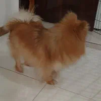 سگ پامرانین ماده  وزن ۱کیلو و ۴۰۰ گرم|سگ|فردیس, شهرک شهید حسینی|دیوار