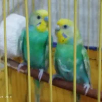 جفت مرغ عشق  با تخم|پرنده|بندر ماهشهر, |دیوار