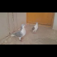 گمشده